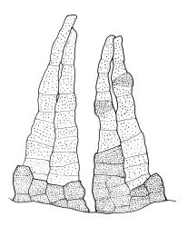 Orthotrichum crassifolium subsp. crassifolium, peristome detail. Drawn from D.H. Vitt 2316, CHR 556093.
 Image: R.C. Wagstaff © Landcare Research 2017 